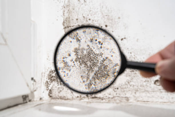 Forensic Mold Investigation in Gap, PA